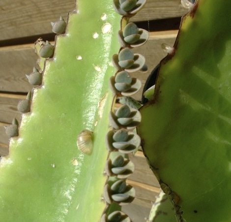 kalanchoe